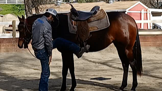 Pre-Starting the Young Horse