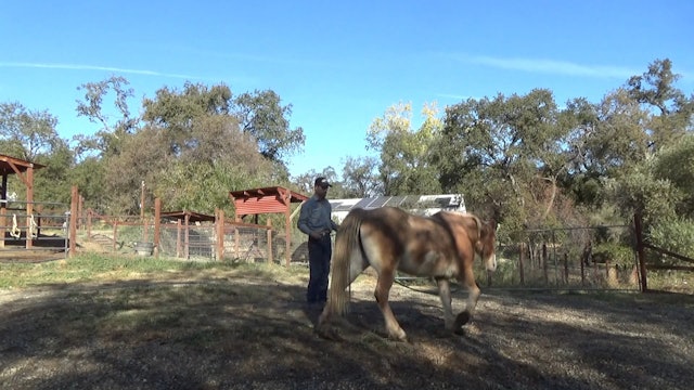 Working With Blind Horses (Ground Exercises) 