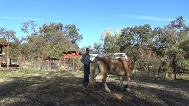 Working With Blind Horses (Ground Exe...