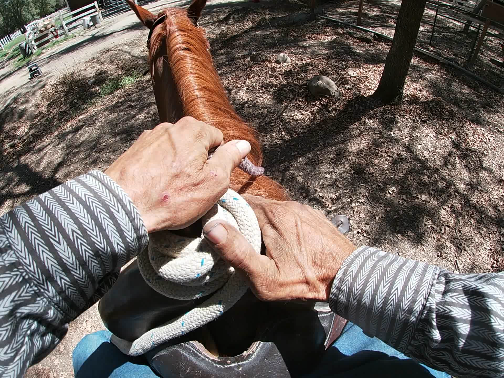 Teaching Your Horse How to Cross Trail Obstacles (Part 2)