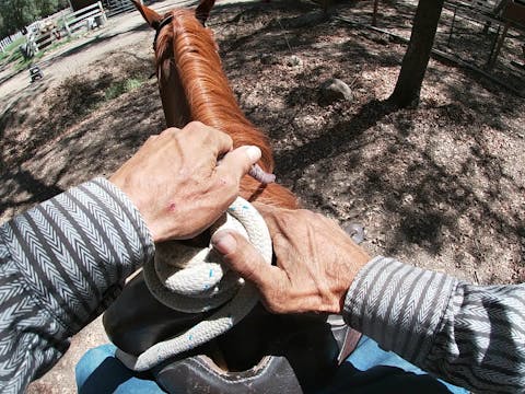 Teaching Your Horse How to Cross Trai...