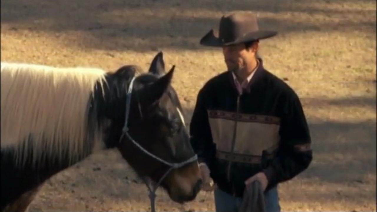 Weaving and Stall Walking (Part 3, Ground and Saddle Exercises)*