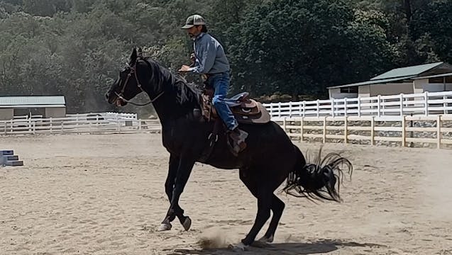 Stop Bucking Before It Gets Out of Co...