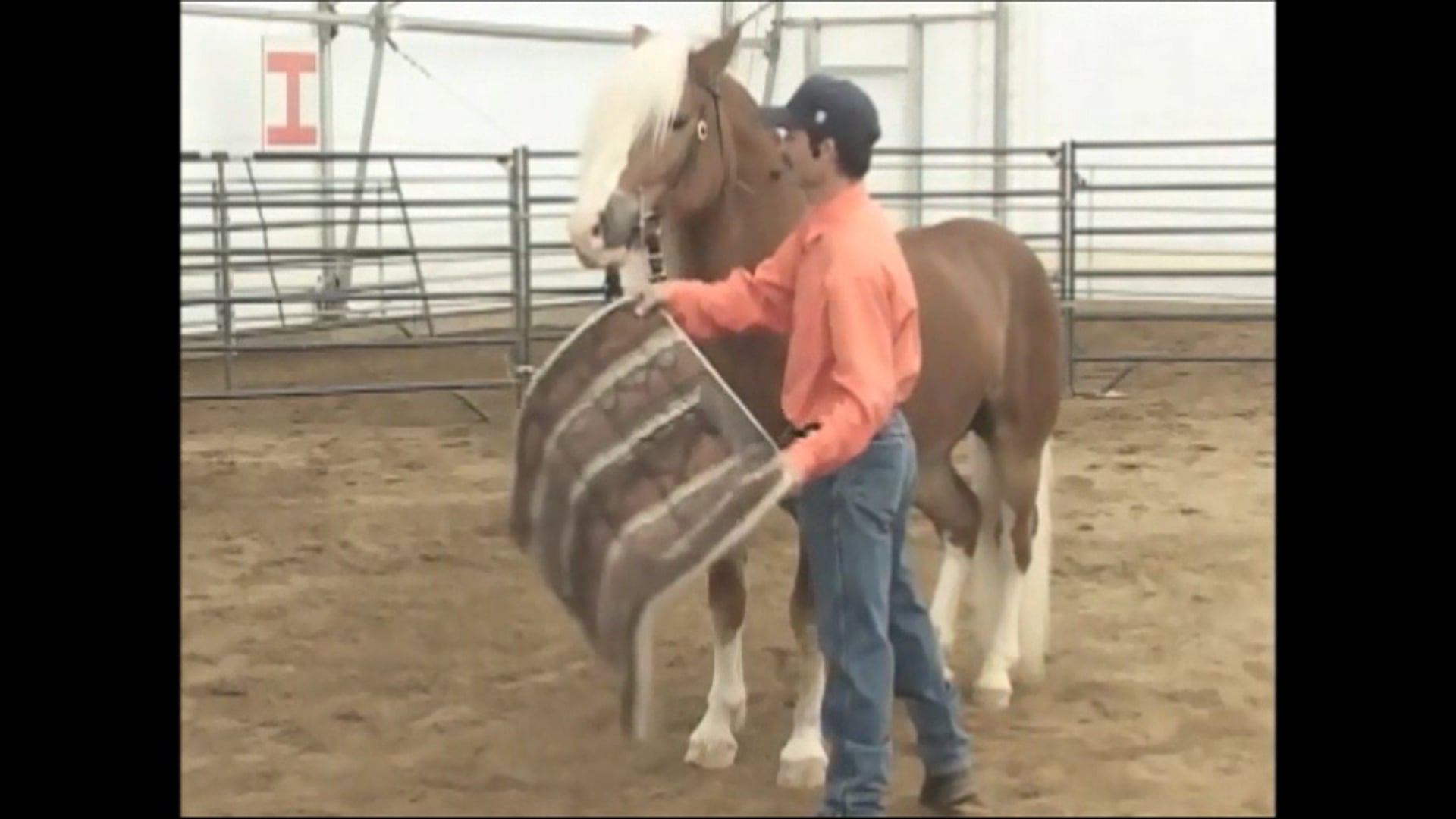 How to blanket, saddle, and cinch your horse (Video Tip)*