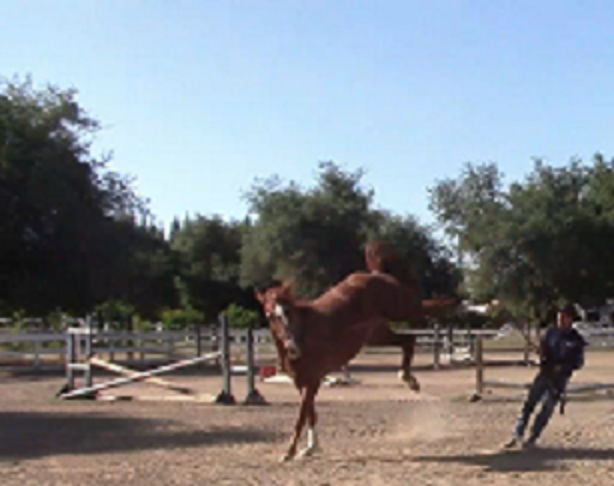 What To Do When Horses Protest (Ground Exercise)*