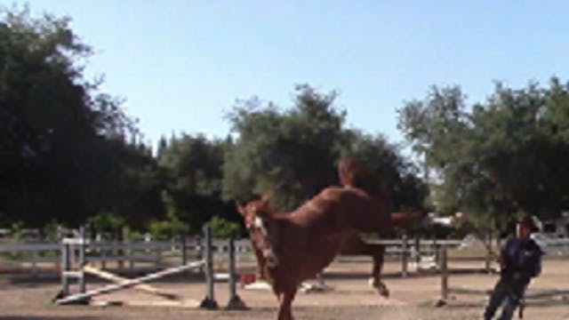 What To Do When Horses Protest (Groun...