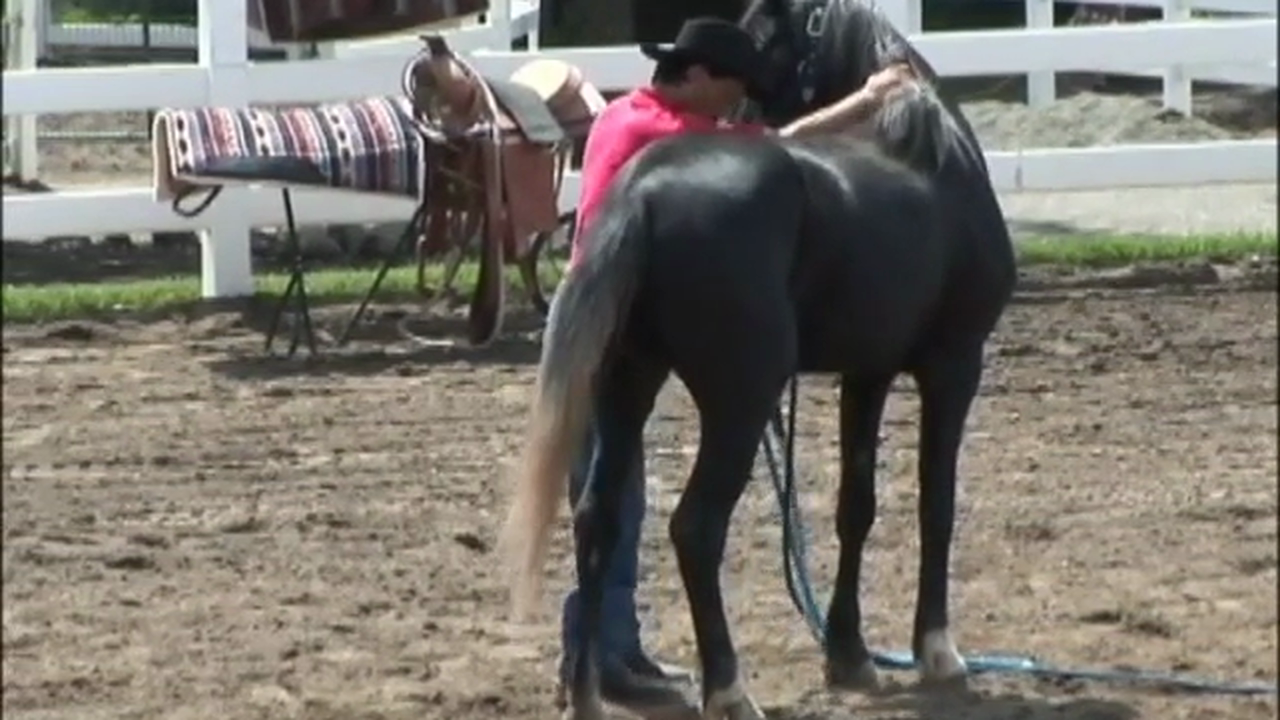 Starting the Unbroke Horse (Part 2, Ground Exercises)*