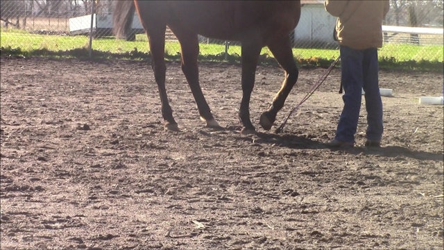 Teaching your horse to pick up his hoofs (Ground Exercise)*