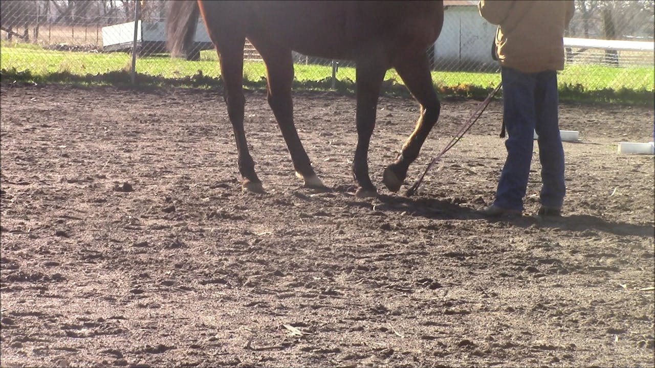 Teaching your horse to pick up his hoofs (Ground Exercise