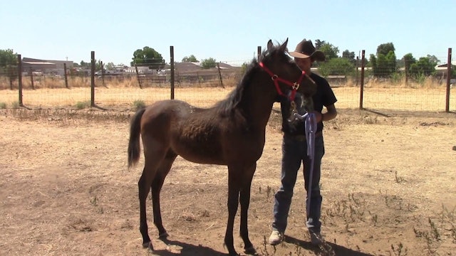 Halter Breaking the Foal (Ground Exercise)*