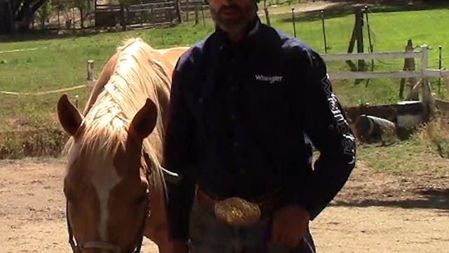Teaching The Scared/Nervous Horse How...