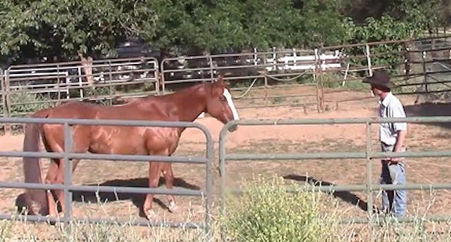 Changing The Horses Life is Saving Th...