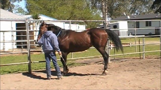 The Best Way to Mount Your Horse (Gro...