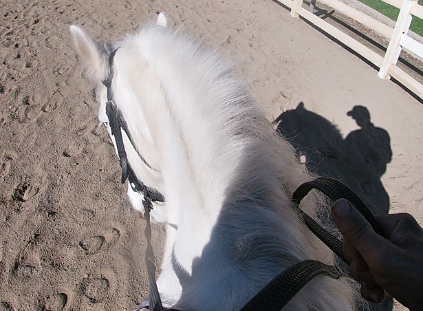 Teaching Your Horse How To Come Into The Bit Is Easy (Saddle Exercise)*