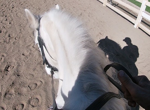 Teaching Your Horse How To Come Into The Bit Is Easy (Saddle Exercise)*