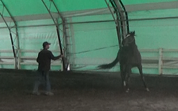 My Horse is Afraid of Whips, Simple Solutions 