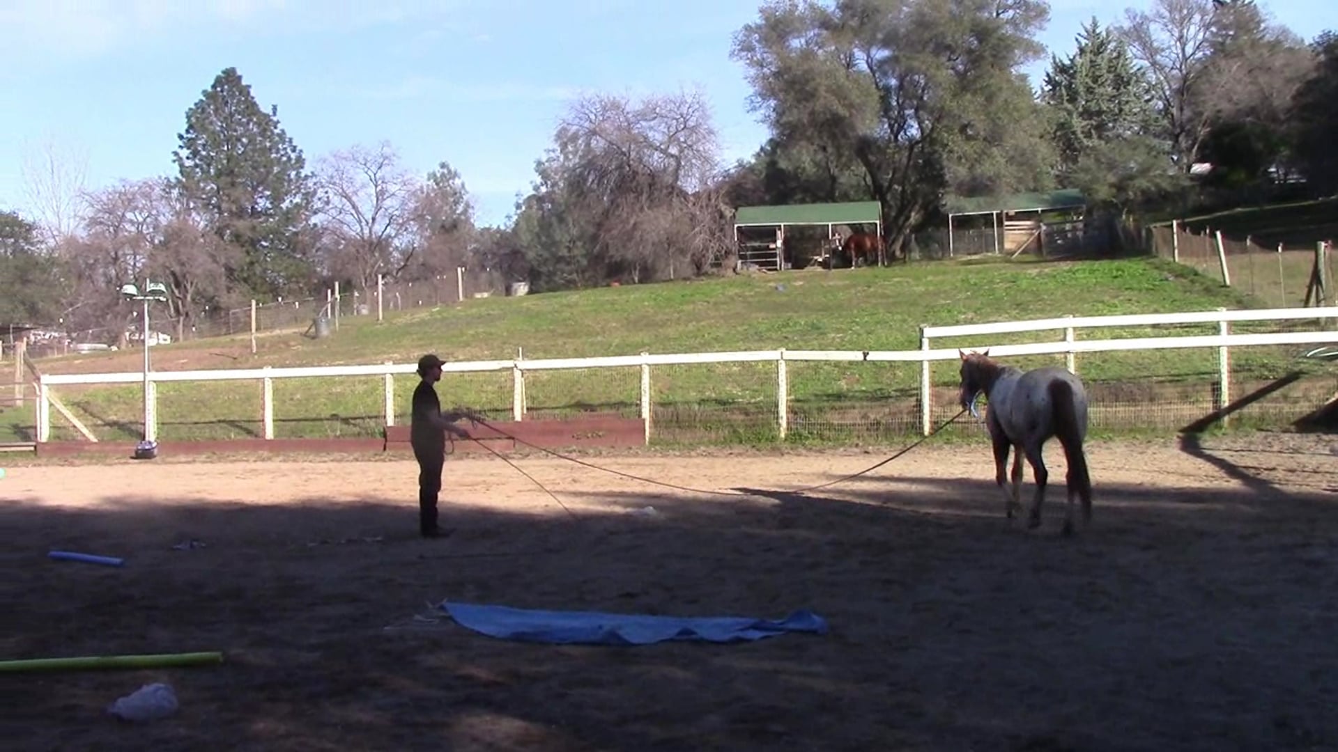 Advanced Desensitizing and more (Ground Exercise, Part 1)*