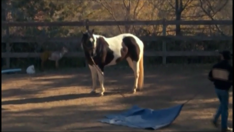 Weaving and Stall Walking (Part 2, Ground Exercises)*