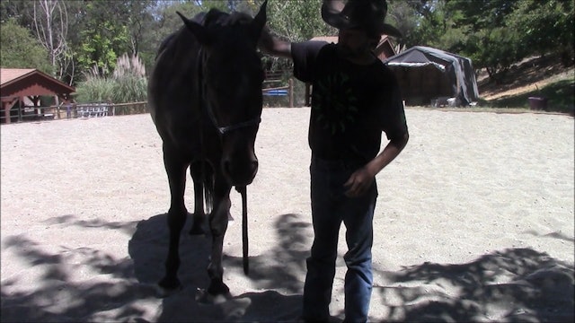 Teaching Horses To Put Their Halters On (Ground Exercise)*
