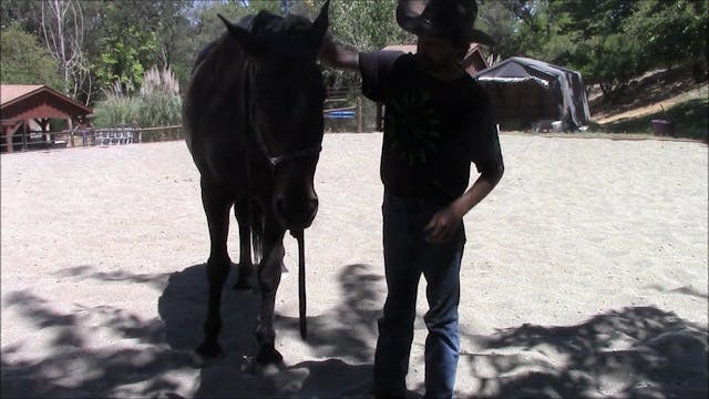 Teaching Horses To Put Their Halters ...