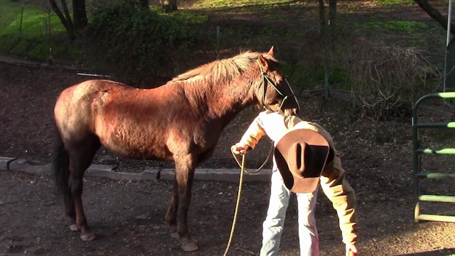 Blow Drying Your Horse (Ground Exercise)*