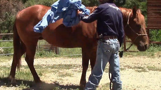Teaching the Scared/Nervous Horse To ...