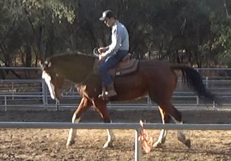 Horses That Take Advantage Of New Riders (Ground and Saddle Exercises)