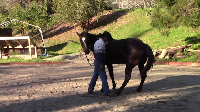 The Perfect Start for the unbroke Horse (Ground and Saddle Exercises)*