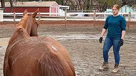 First 5 Steps Working With The Untouched Horse