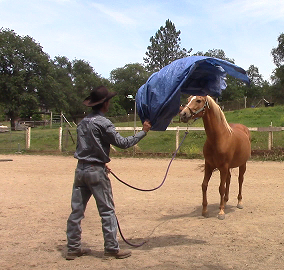 Solving Spinning and Bolting Through Desensitizing Part 2 (Ground Exercise)*