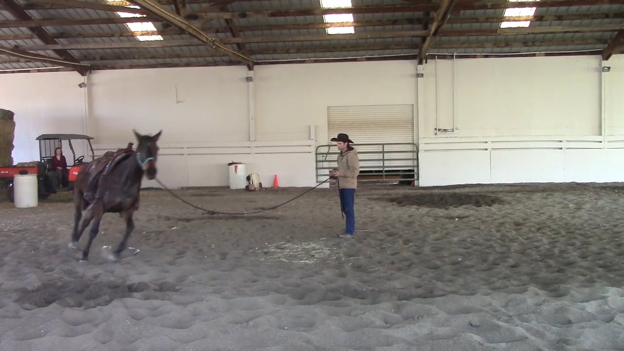 Is Your Horse Ready For A Begginer Rider (Ground and Saddle Exercise)*