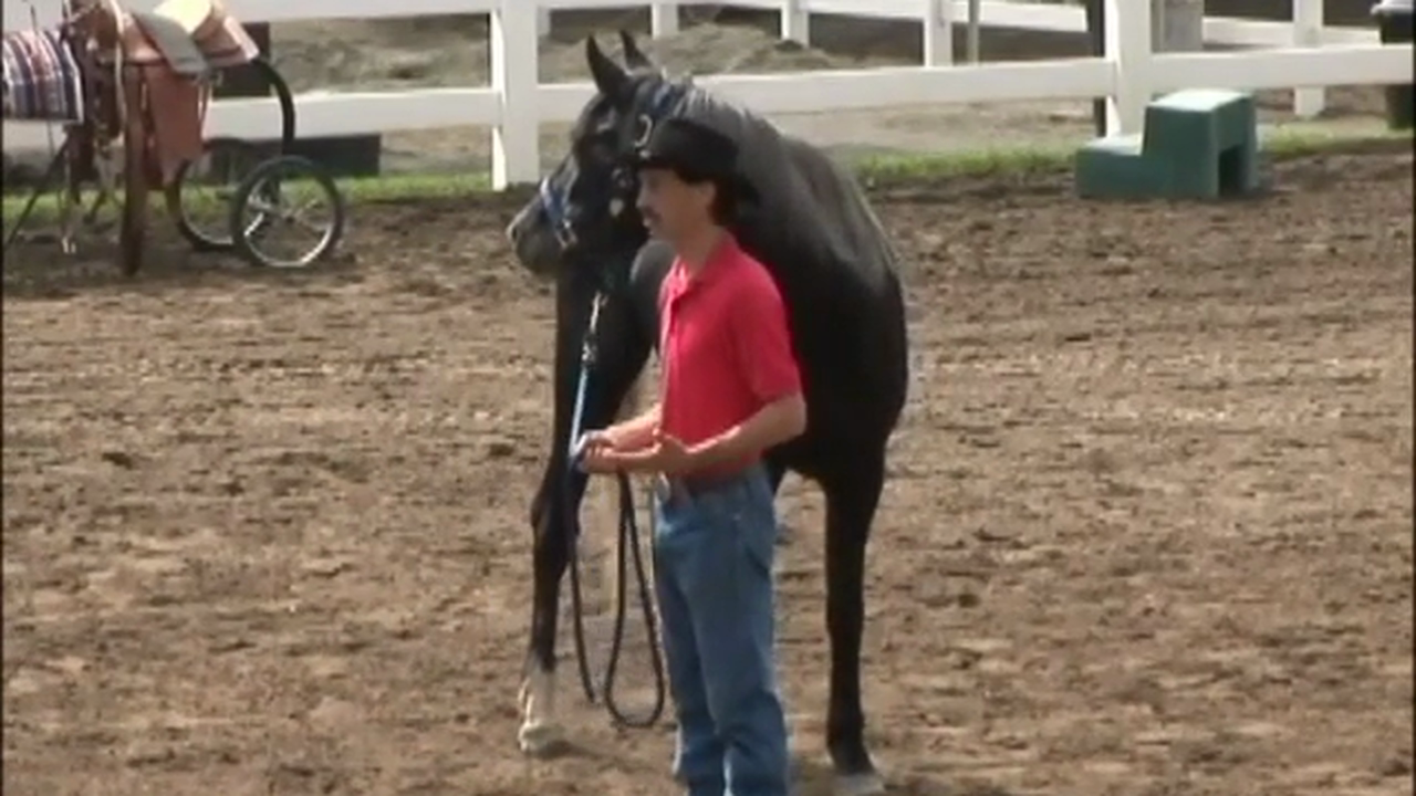 Starting The Unbroke Horse (Part 1, Ground Exercises)*