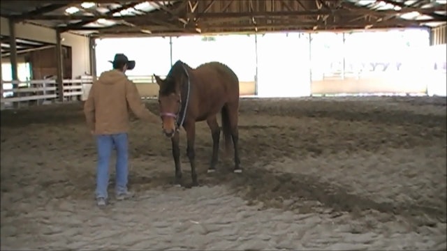 Flexing and Disengaging The Horses Hips (Part 1, Ground Exercises)*