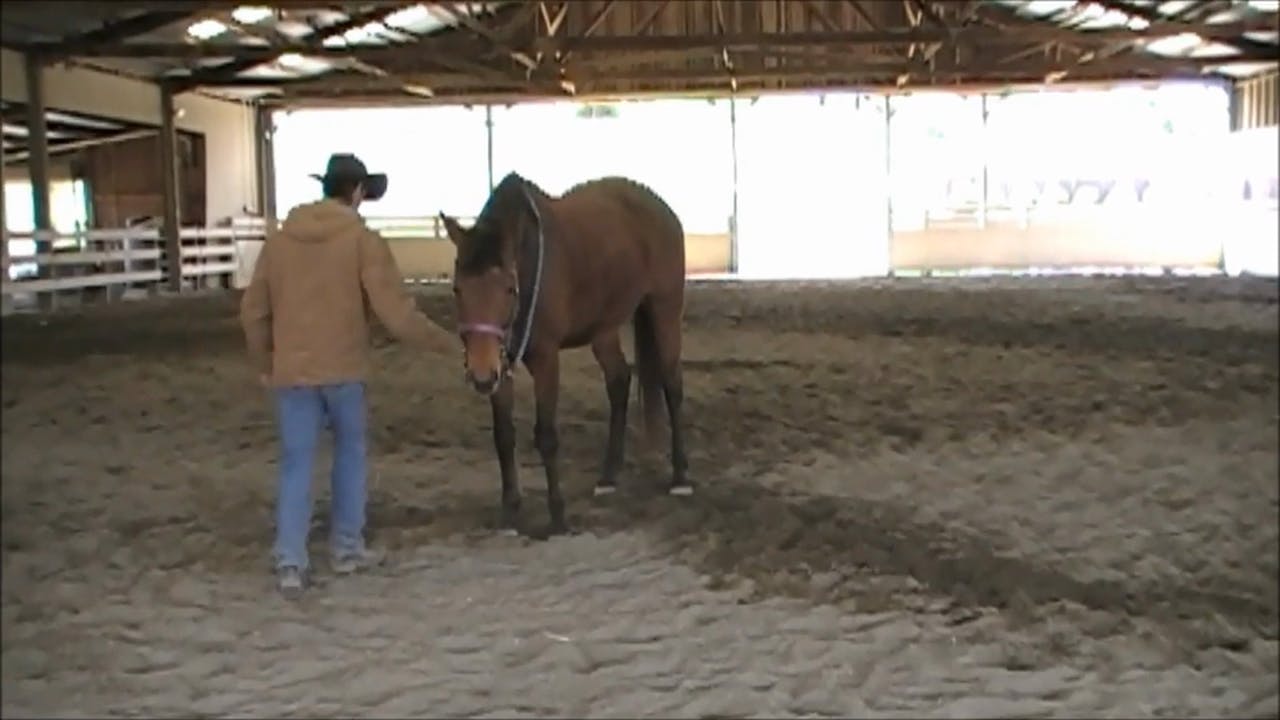 Flexing and Disengaging The Horses Hips (Part 1, Ground Exercises