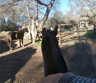 Horses that Want to Run back to the Barn, Rooting and Spinning Around