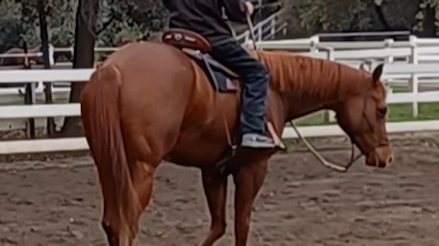 Teaching Your Horse to Neck Rein With Simple Horsemanship