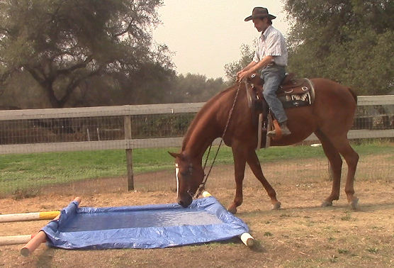 Teaching Your Horse How To Cross Water (Saddle Exercise)