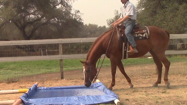 Teaching Your Horse How To Cross Water (Saddle Exercise)