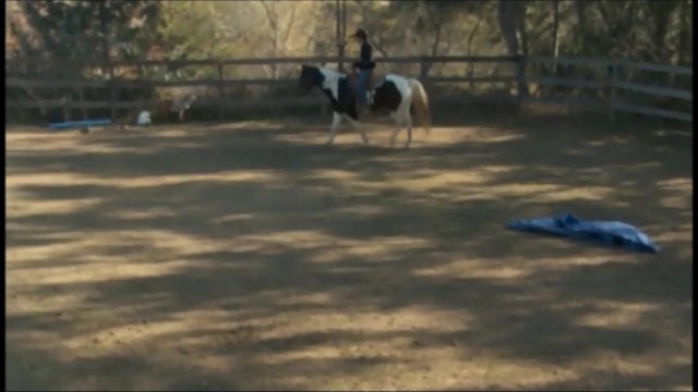 Desensitizing Your Horse (Part 2 Ground and Saddles Exercises)*