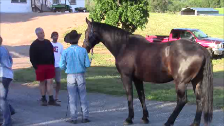 Saving the resuce horse (Special Event)*