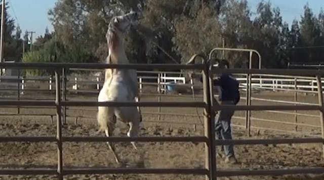 Teaching The Out of Control Horse Res...