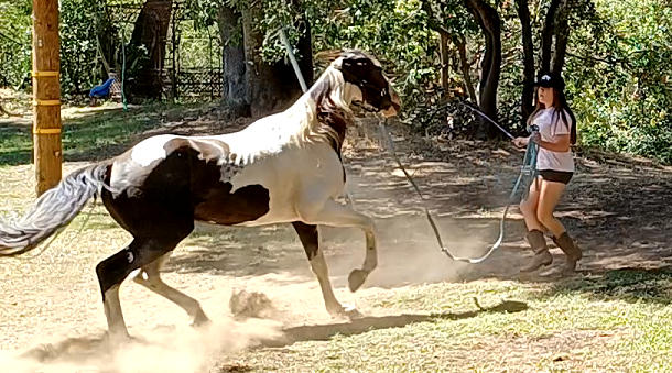 Horses Charges His Owner - Solve The Problem - 