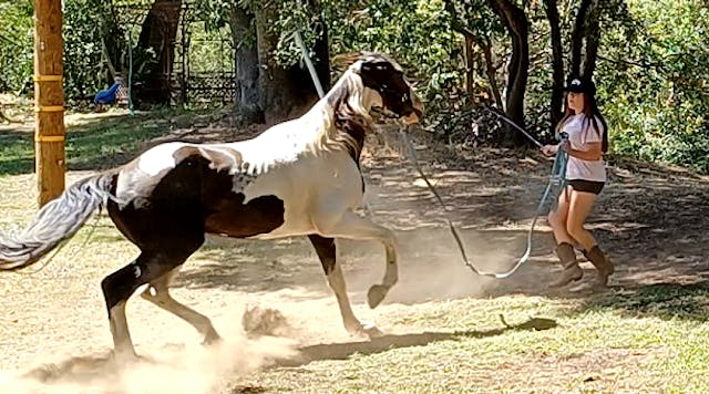 Horses Charges His Owner - Solve The ...