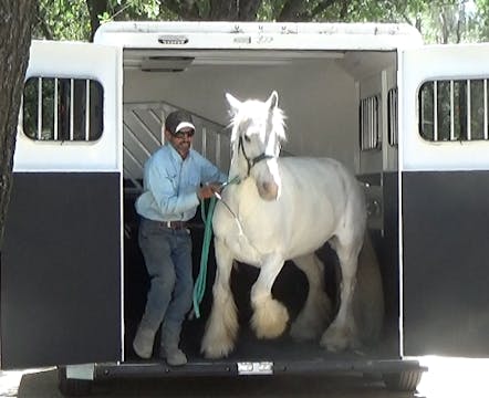 Horse Bolting Out Of Horse Trailers