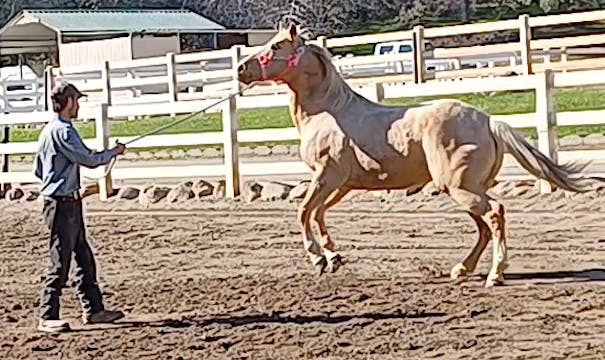 Calming the Nervous Horse