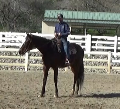 Teaching Horses To Go Forward (Ground and Saddle Exercise)*