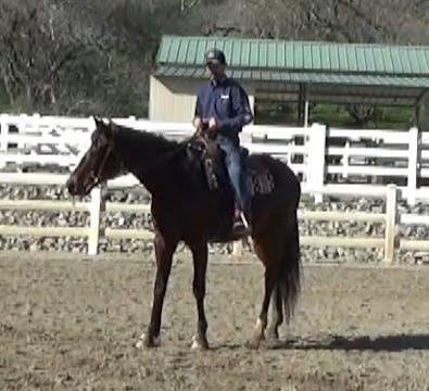 Teaching Horses To Go Forward (Ground...