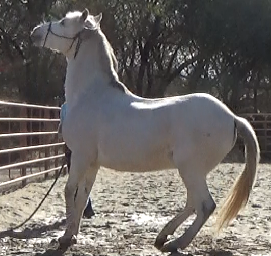 My Horse Pulls Back While Tied When Startled Part 2 (Ground Exercises)*