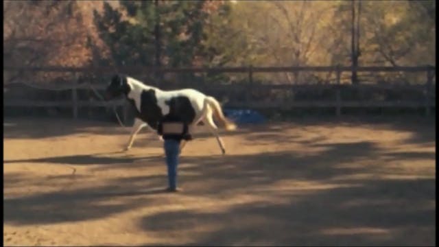 Desensitizing Your Horse (Part 3 Grou...