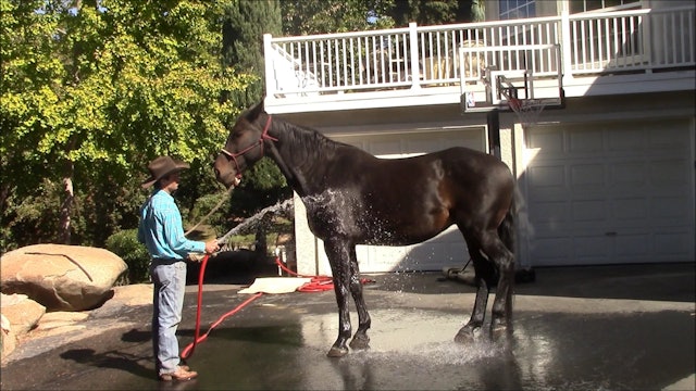 Teaching your horse how to accept water from the water hose (Ground Exercise)*